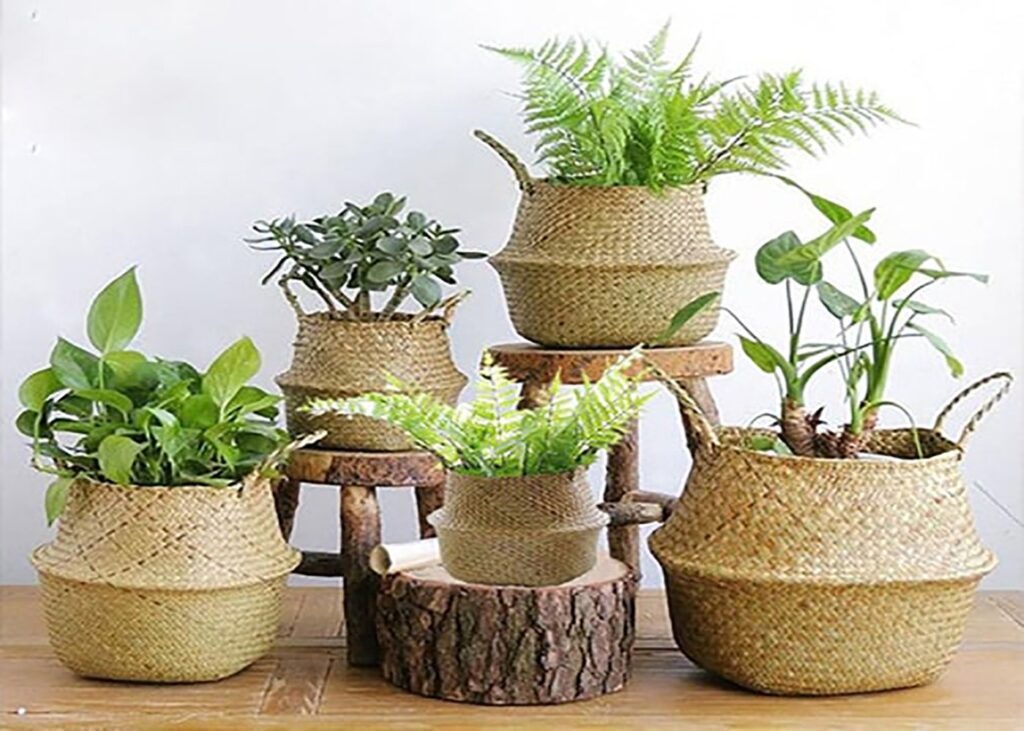 بهترین مکان برای نگهداری گل و گیاه در خانه کجاست؟